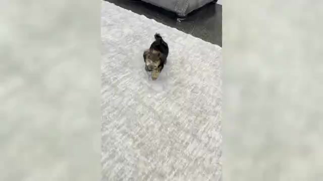 Video preview image #3 Yorkipoo Puppy For Sale in WARSAW, IN, USA