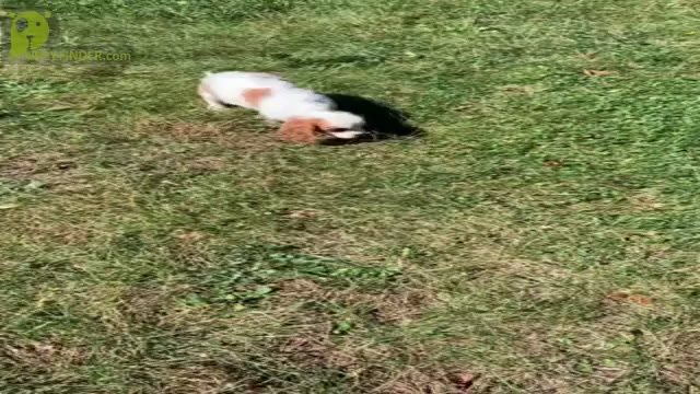 Video preview image #7 Cavalier King Charles Spaniel Puppy For Sale in WARSAW, IN, USA