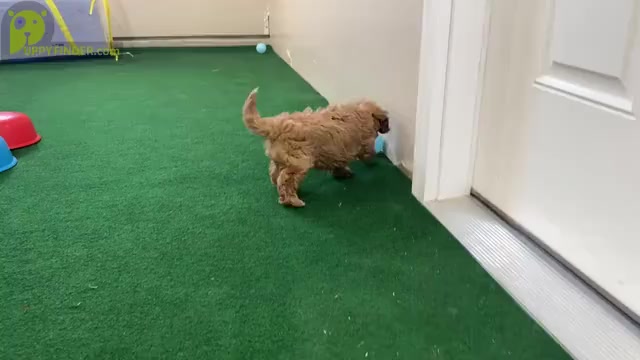 Video preview image #1 Cavapoo Puppy For Sale in ETNA GREEN, IN, USA