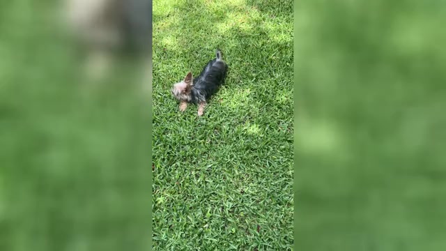 Video preview image #1  Breeder Profile in MACON, GA, USA