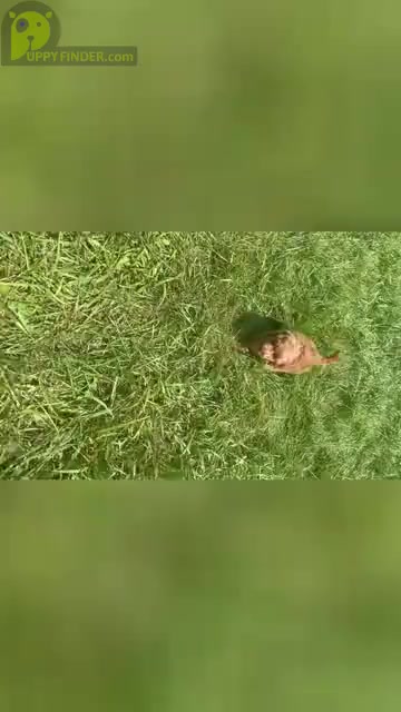 Video preview image #18 Goldendoodle (Miniature) Puppy For Sale in WARSAW, IN, USA