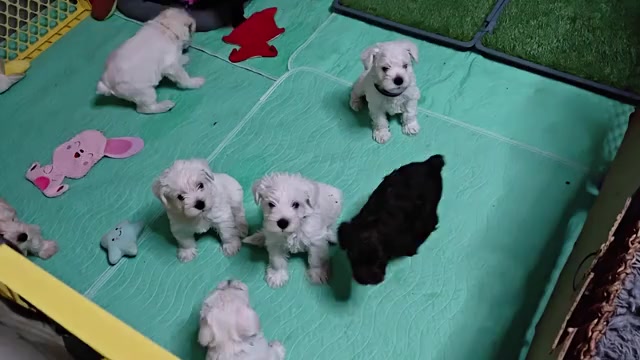 Video preview image #1 Schnauzer (Miniature) Puppy For Sale in MANSFIELD, TX, USA