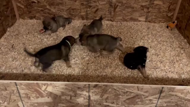 Video preview image #1 Australian Shepherd-German Shepherd Dog Mix Puppy For Sale in DEMING, WA, USA