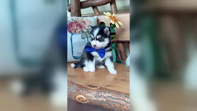 Video preview image #2 Pomsky Puppy For Sale in VENUS, PA, USA