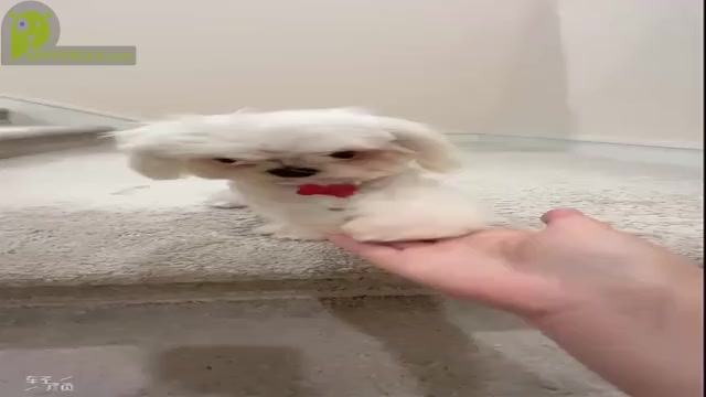 Video preview image #2 Maltese Puppy For Sale in SAN DIEGO, CA, USA