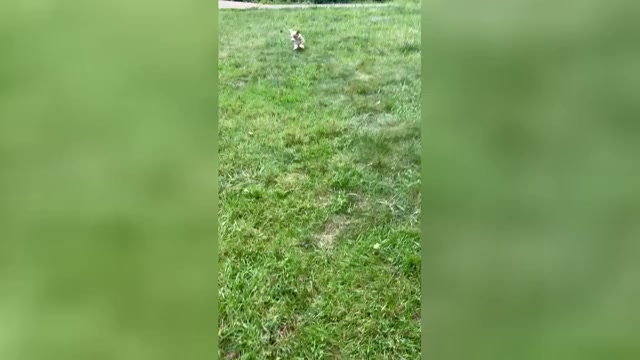 Video preview image #2 Aussiedoodle-Labradoodle Mix Puppy For Sale in BRYANTOWN, MD, USA