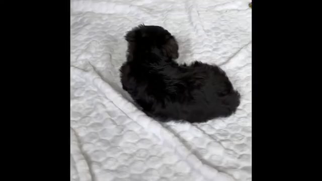 Video preview image #1 Morkie Puppy For Sale in ROCK STREAM, NY, USA