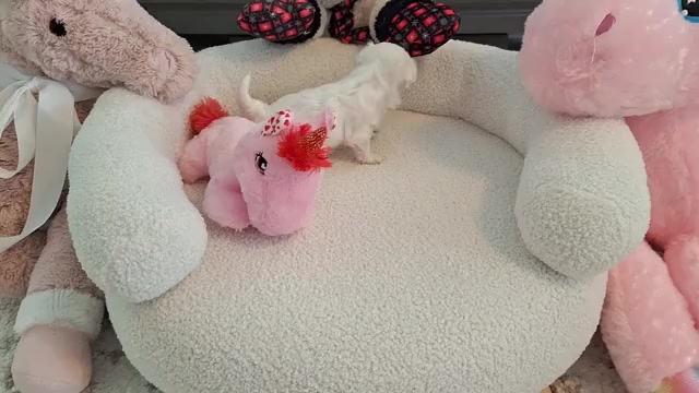 Video preview image #1 Maltese Puppy For Sale in CLERMONT, FL, USA