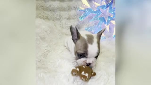 Video preview image #19 French Bulldog Puppy For Sale in WEXFORD, PA, USA