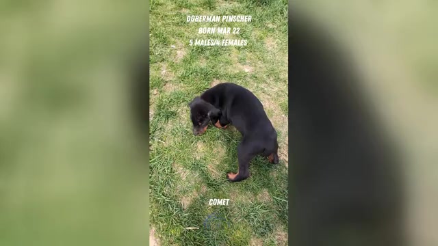 Video preview image #1 Doberman Pinscher Puppy For Sale in GOSHEN, IN, USA