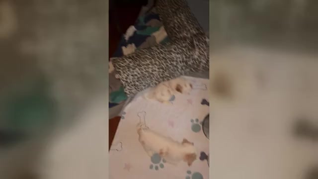 Video preview image #2 Cavachon Puppy For Sale in OLYMPIA, WA, USA