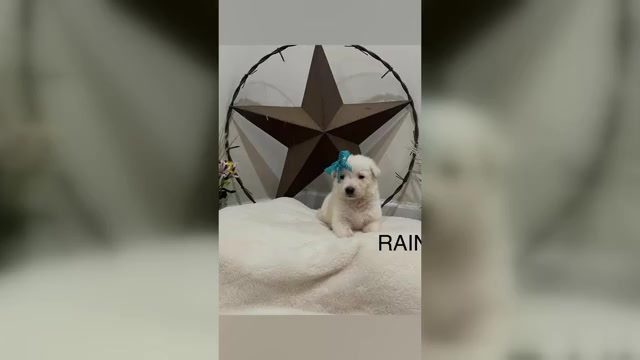 Video preview image #1 German Shepherd Dog Puppy For Sale in GRIFFIN, GA, USA