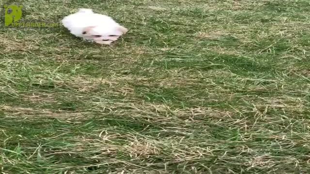 Video preview image #11 Maltipoo Puppy For Sale in WARSAW, IN, USA