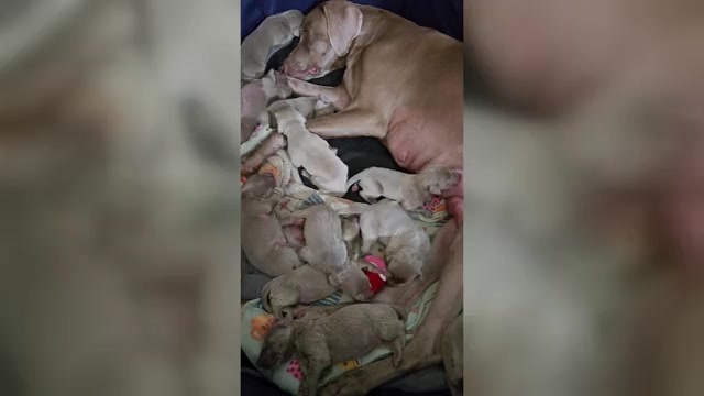 Video preview image #2 Weimaraner Puppy For Sale in INDIANAPOLIS, IN, USA