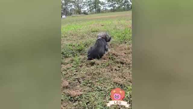 Video preview image #1 Schnauzer (Miniature) Puppy For Sale in BROOKSVILLE, FL, USA