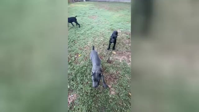 Video preview image #1 Cane Corso Puppy For Sale in PARAGOULD, AR, USA
