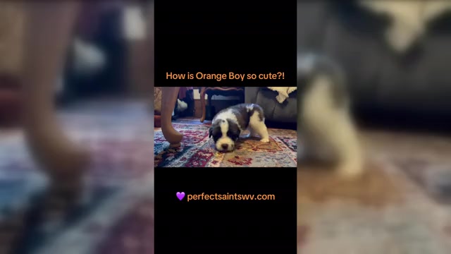 Video preview image #1 Saint Bernard Puppy For Sale in FAIRMONT, WV, USA
