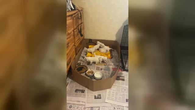 Video preview image #3 West Highland White Terrier Puppy For Sale in FILLMORE, CA, USA
