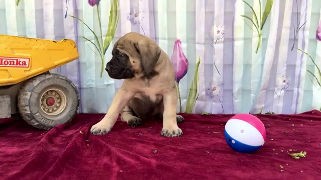 Video preview image #5 Mastiff Puppy For Sale in WAKARUSA, IN, USA