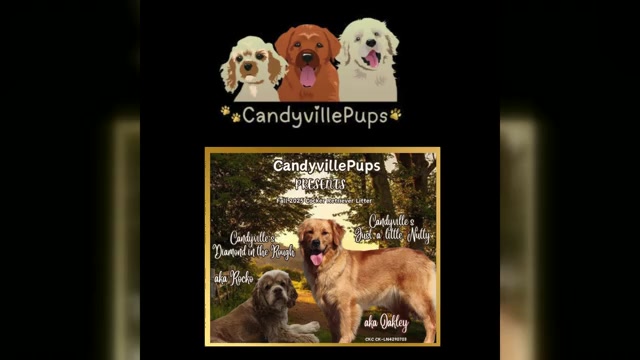 Video preview image #2 Golden Cocker Retriever Puppy For Sale in Aylmer, Ontario, Canada
