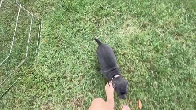 Video preview image #1 Cane Corso Puppy For Sale in OOLOGAH, OK, USA