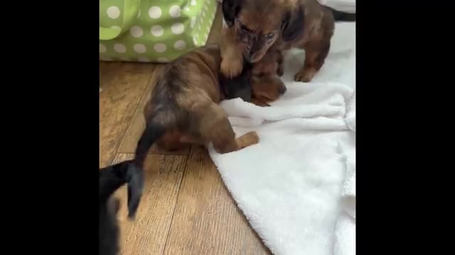 Video preview image #1 Dachshund Puppy For Sale in ROCK STREAM, NY, USA