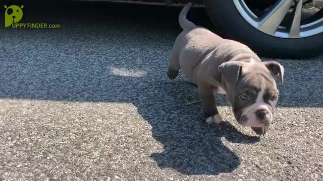 Video preview image #3 American Bully Puppy For Sale in COLLEGE PARK, MD, USA