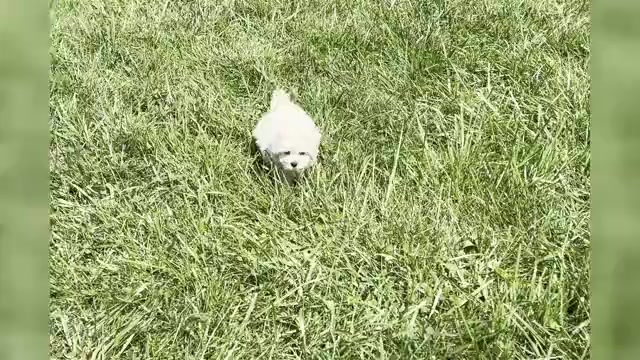 Video preview image #1 Maltipoo Puppy For Sale in WARSAW, IN, USA