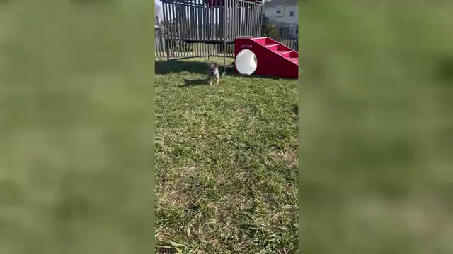 Video preview image #1 French Bulldog Puppy For Sale in WARSAW, IN, USA