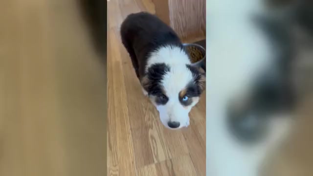 Video preview image #3 Australian Shepherd Puppy For Sale in COTOPAXI, CO, USA