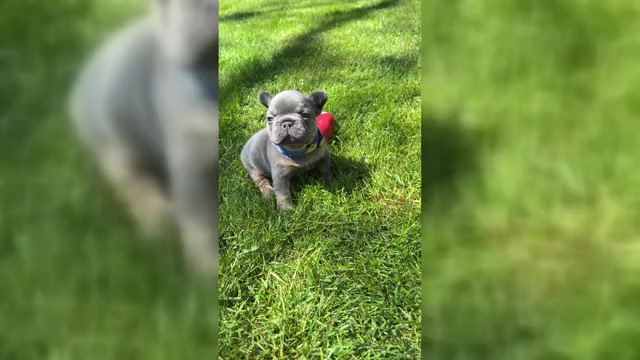 Video preview image #1 French Bulldog Puppy For Sale in CLACKAMAS, OR, USA