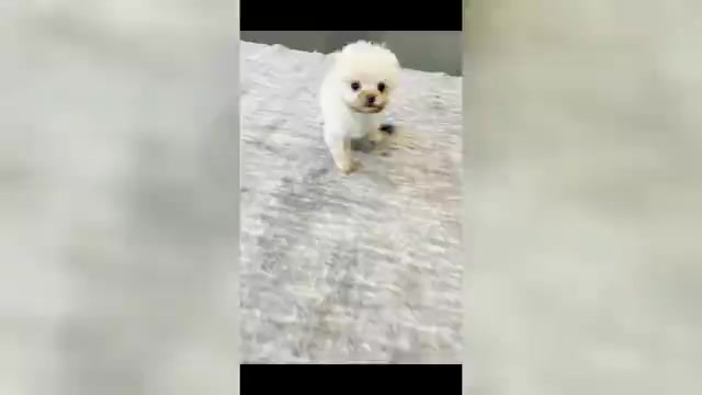 Video preview image #1 Pom-A-Poo Puppy For Sale in WARSAW, IN, USA