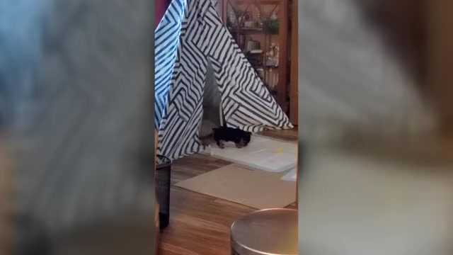 Video preview image #1 Yorkshire Terrier Puppy For Sale in NEVADA, TX, USA