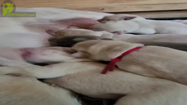 Video preview image #2 Labrador Retriever Puppy For Sale in POCAHONTAS, IL, USA