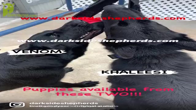 Video preview image #11 German Shepherd Dog Puppy For Sale in MIAMI, FL, USA