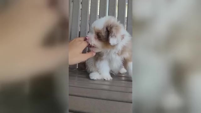 Video preview image #2 Pom-A-Poo Puppy For Sale in ORRVILLE, OH, USA