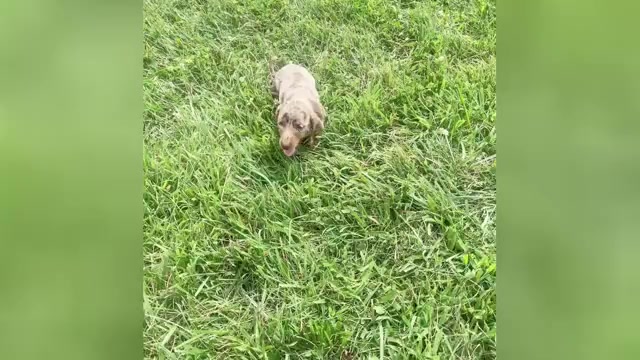 Video preview image #7 Dachshund Puppy For Sale in WARSAW, IN, USA