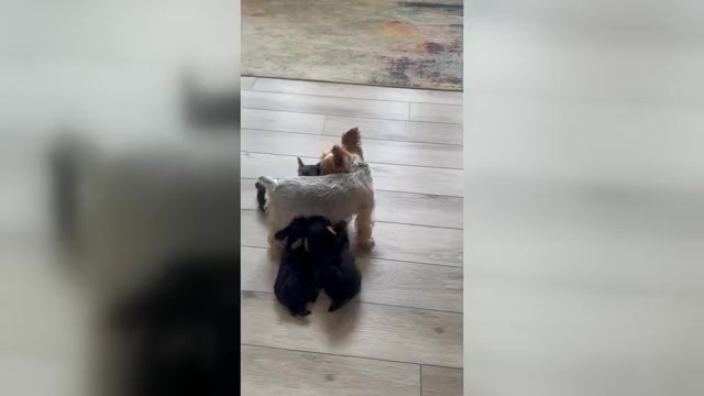 Video preview image #1 Yorkshire Terrier Puppy For Sale in LA PLATA, MD, USA