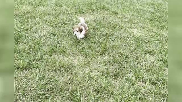 Video preview image #1 YorkiePoo Puppy For Sale in WARSAW, IN, USA