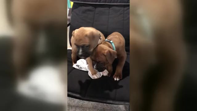 Video preview image #1 Boxer Puppy For Sale in APPLE CREEK, OH, USA