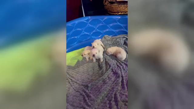 Video preview image #1 Chow Chow Puppy For Sale in FONTANA, CA, USA