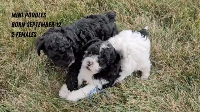 Video preview image #2 Poodle (Miniature) Puppy For Sale in GOSHEN, IN, USA