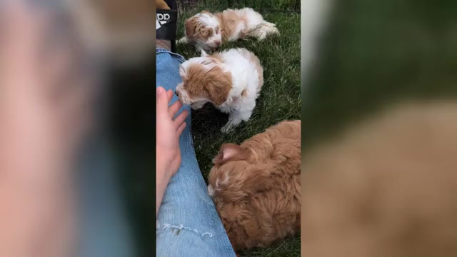 Video preview image #8 Poovanese Puppy For Sale in GOSHEN, IN, USA