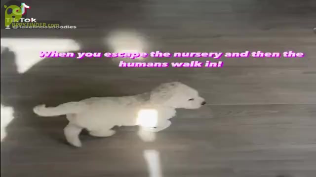 Video preview image #5  Breeder Profile in HAMPSTEAD, NC, USA