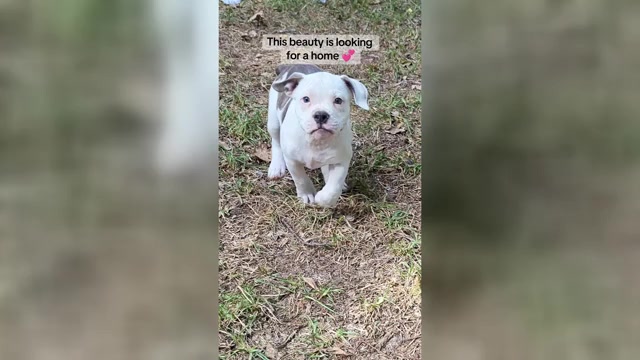 Video preview image #2 Olde English Bulldogge Puppy For Sale in AUSTIN, TX, USA