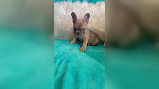 Video preview image #3 French Bulldog Puppy For Sale in HOUSTON, TX, USA