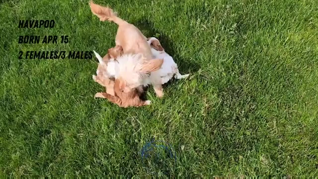 Video preview image #6 Poovanese Puppy For Sale in GOSHEN, IN, USA