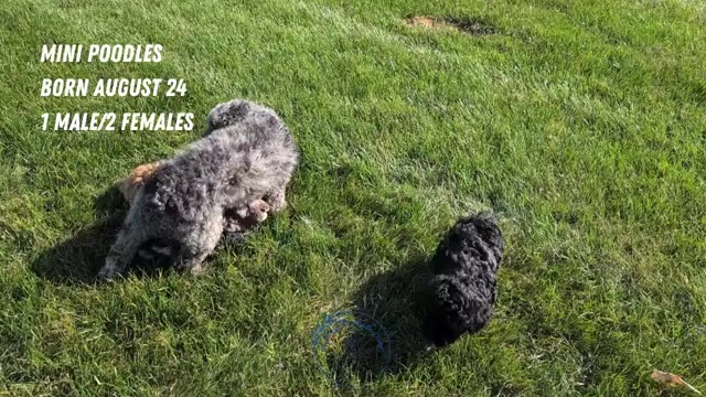 Video preview image #2 Poodle (Miniature) Puppy For Sale in GOSHEN, IN, USA