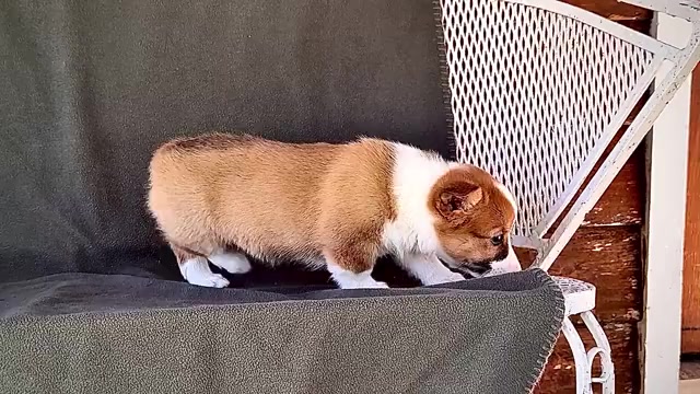 Video preview image #4 Pembroke Welsh Corgi Puppy For Sale in WAKARUSA, IN, USA