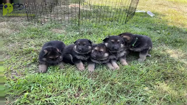 Video preview image #2 German Shepherd Dog Puppy For Sale in HEDGESVILLE, WV, USA